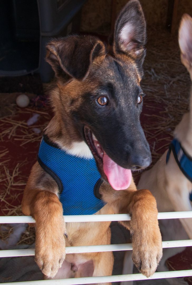 Enlarge Lars, a Adoptable Belgian Shepherd / Malinois in Lafayette, CA image 2/4