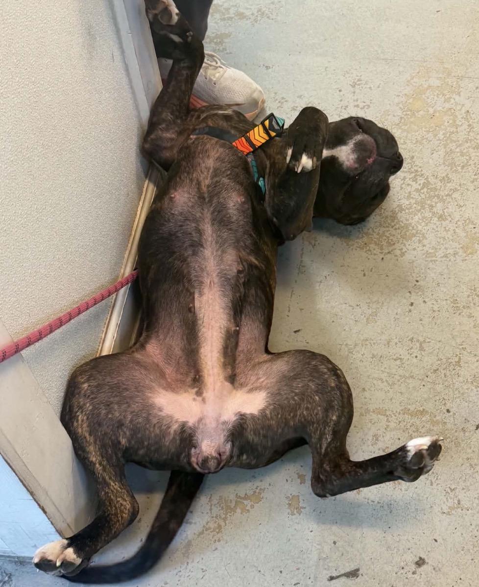 Bonnie, a ADOPTABLE Mixed Breed in Maineville, OH image 3/6