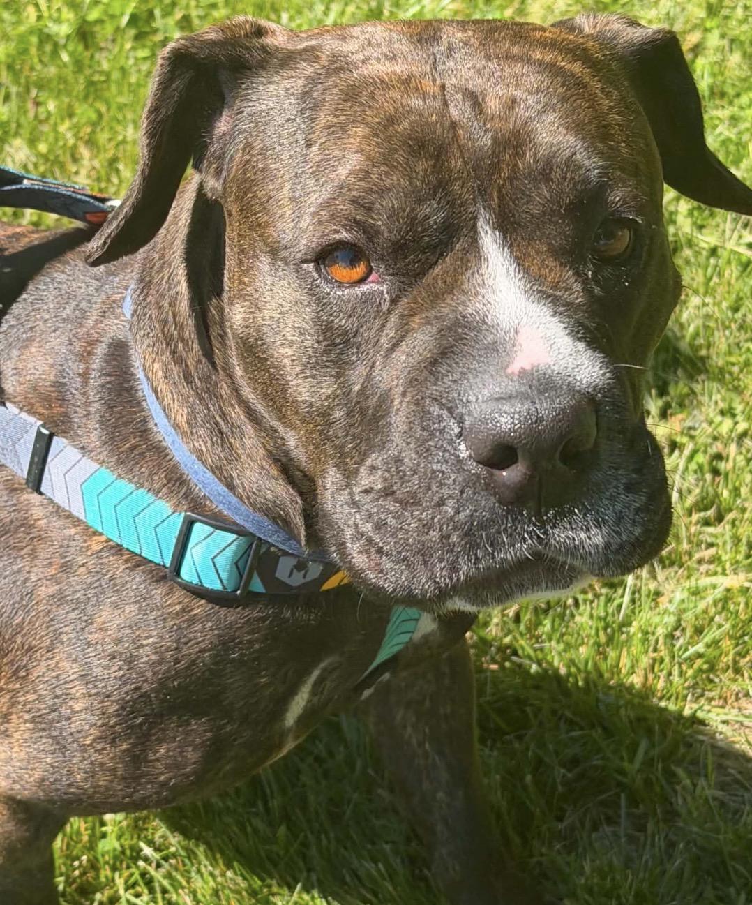 Bonnie, a ADOPTABLE Mixed Breed in Maineville, OH image 2/6