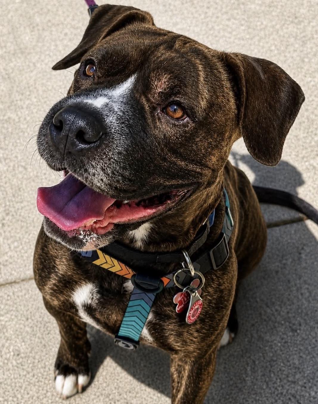 Bonnie, ADOPTABLE, Adult Female Mixed Breed.