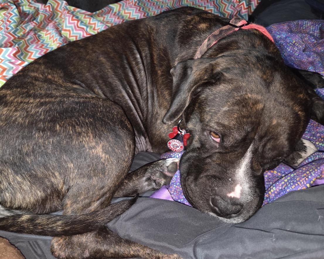 Enlarge Bonnie, a ADOPTABLE Mixed Breed in Maineville, OH image 5/5