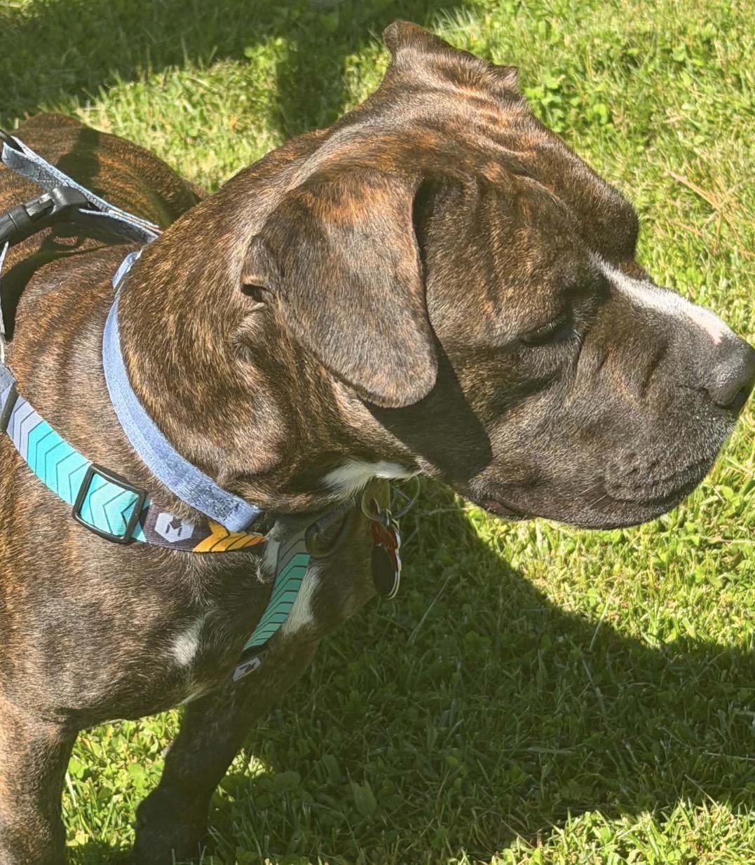 Bonnie, a ADOPTABLE Mixed Breed in Maineville, OH image 5/6