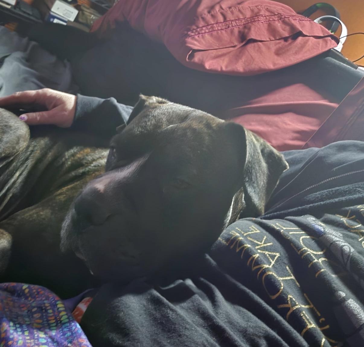 Enlarge Bonnie, a ADOPTABLE Mixed Breed in Maineville, OH image 3/5