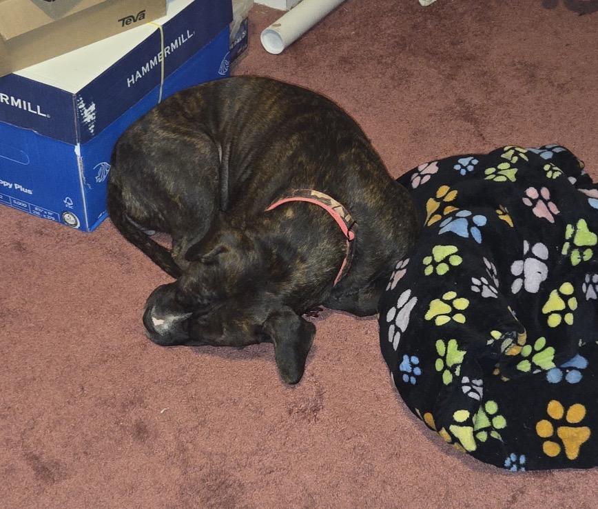 Enlarge Bonnie, a ADOPTABLE Mixed Breed in Maineville, OH image 4/5