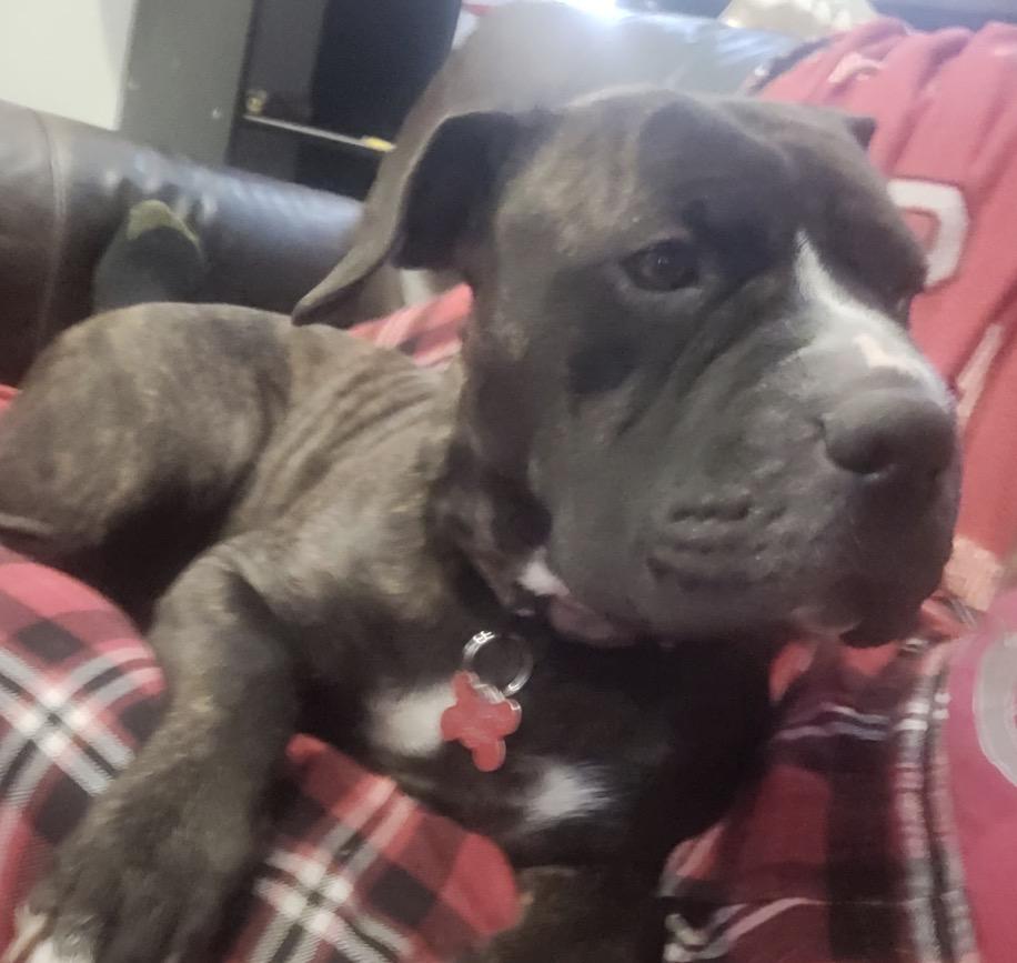 Enlarge Bonnie, a ADOPTABLE Mixed Breed in Maineville, OH image 2/5