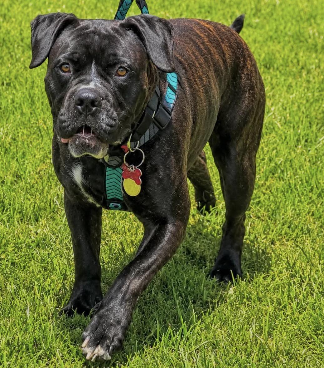 Bonnie, a ADOPTABLE Mixed Breed in Maineville, OH image 4/6