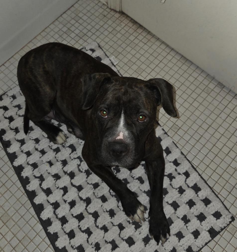 Bonnie, ADOPTABLE, Adult Female Mixed Breed.