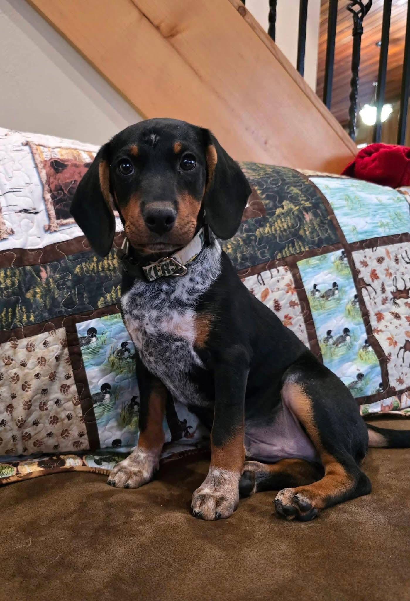 Bronx, a Adopted Miniature Pinscher in New London, WI image 1/3