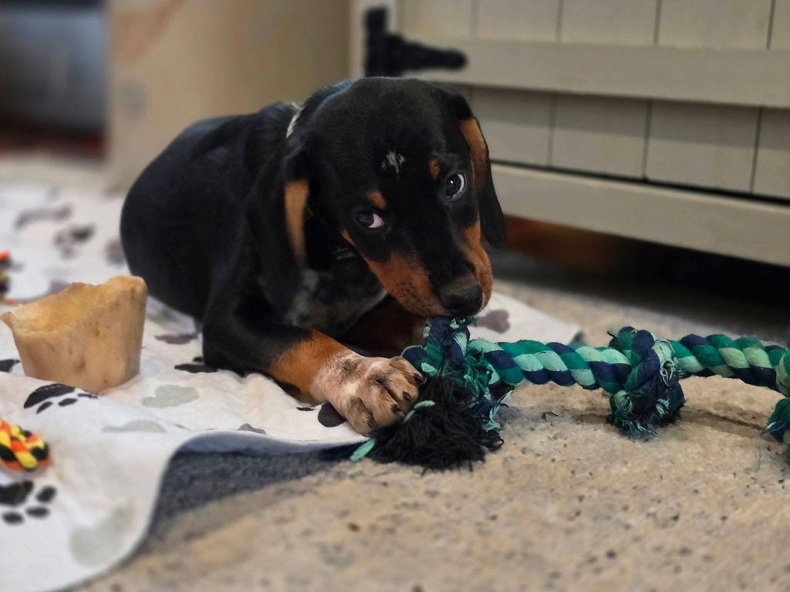 Bronx, a Adopted Miniature Pinscher in New London, WI image 2/3