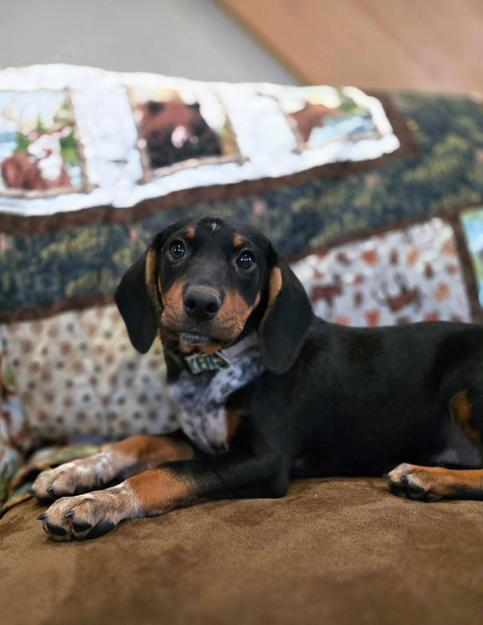 Bronx, a Adopted Miniature Pinscher in New London, WI image 3/3