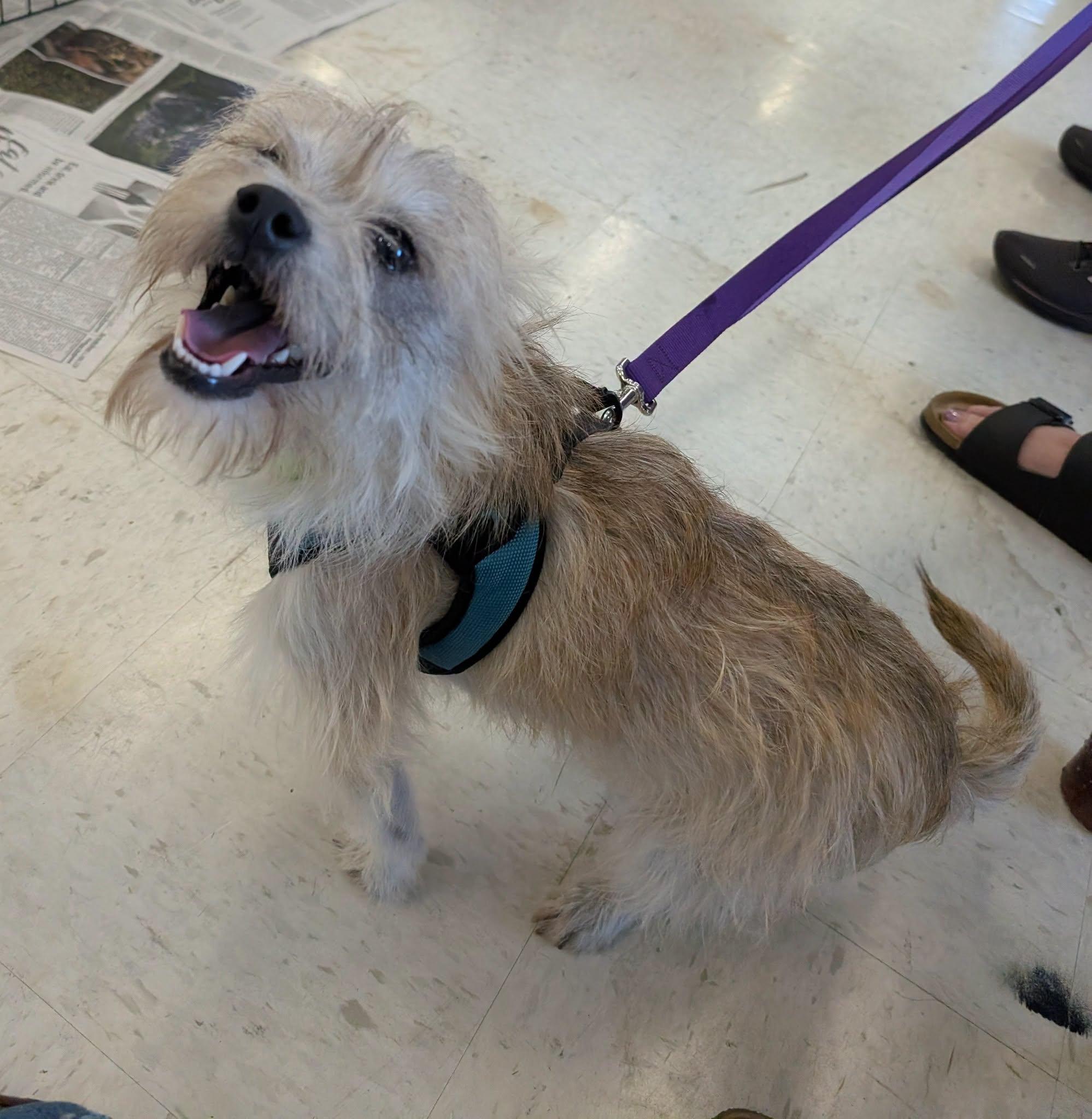 Enlarge Hutchins, a ADOPTABLE Yorkshire Terrier in Covington, WA image 4/5