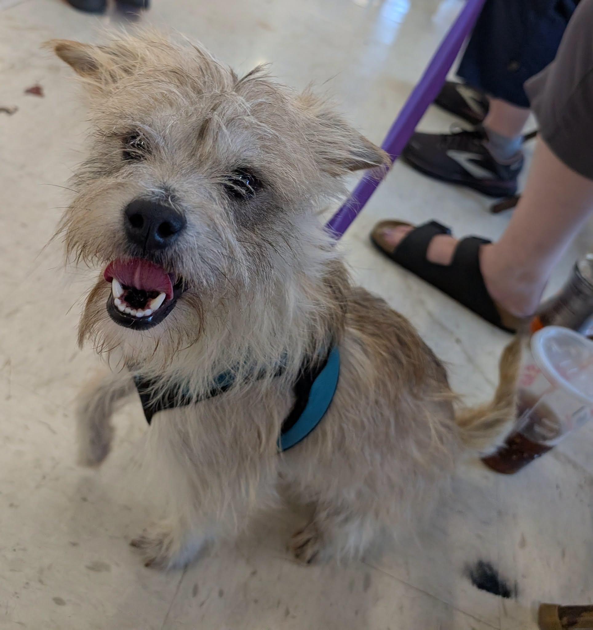 Enlarge Hutchins, a ADOPTABLE Yorkshire Terrier in Covington, WA image 3/5