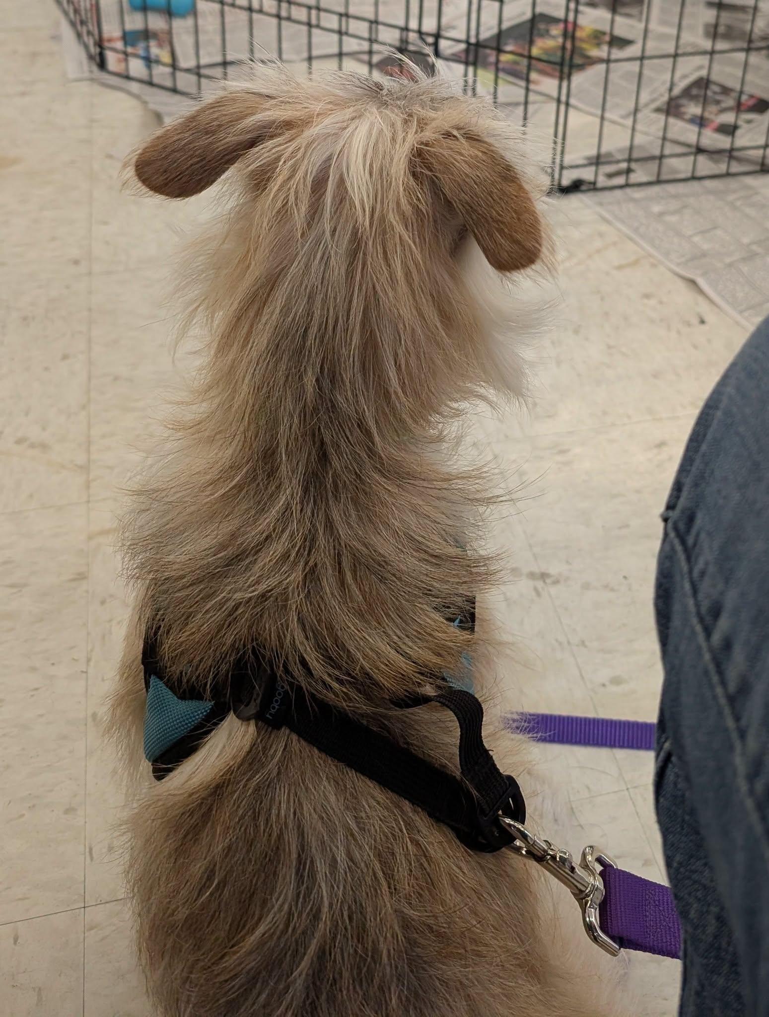 Enlarge Hutchins, a ADOPTABLE Yorkshire Terrier in Covington, WA image 5/5