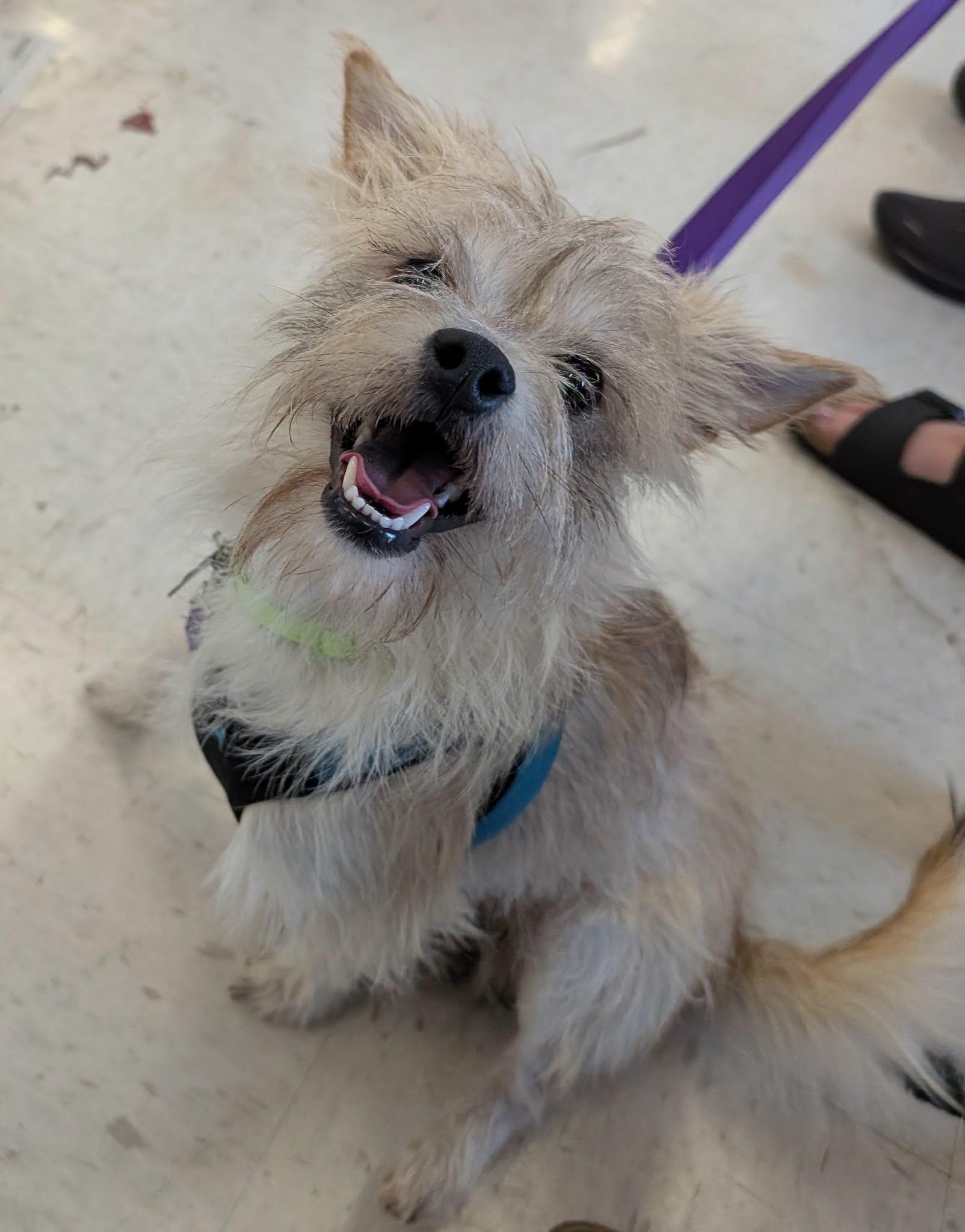 Hutchins, ADOPTABLE, Young Male Yorkshire Terrier.