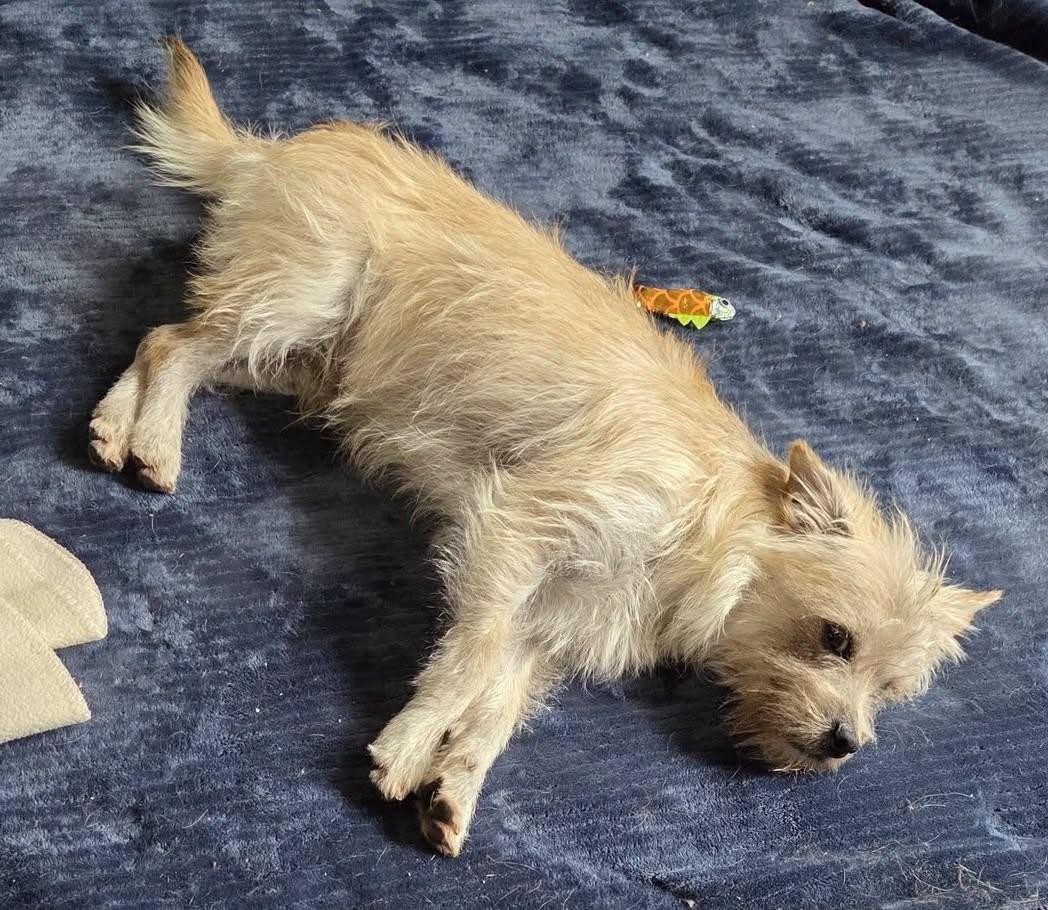 Enlarge Hutchins, a ADOPTABLE Yorkshire Terrier in Covington, WA image 2/5