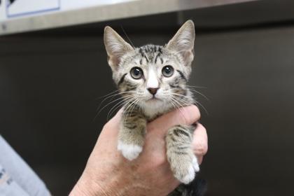 Enlarge Albert, a Adoptable Domestic Short Hair in Brunswick, GA image 1/1