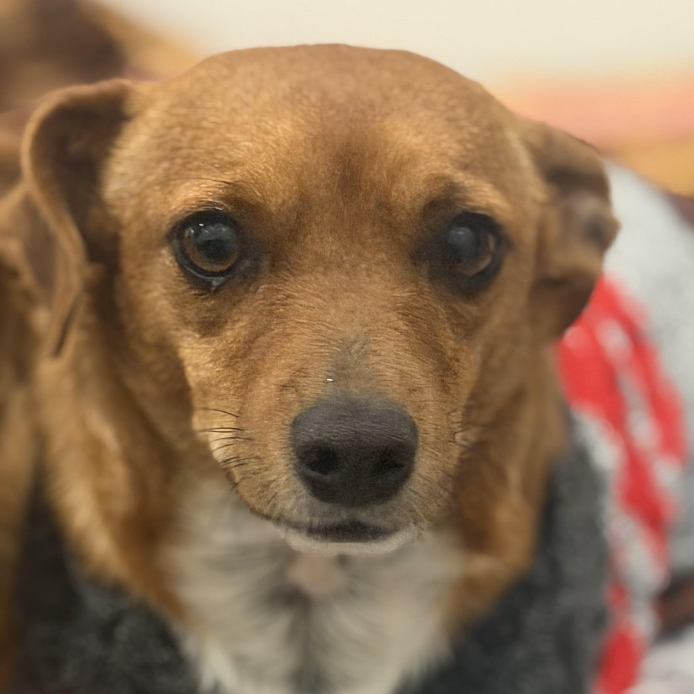 Mr. Bubbly Draco, a Adoptable mixed breed in Vancouver, BC image 3/6