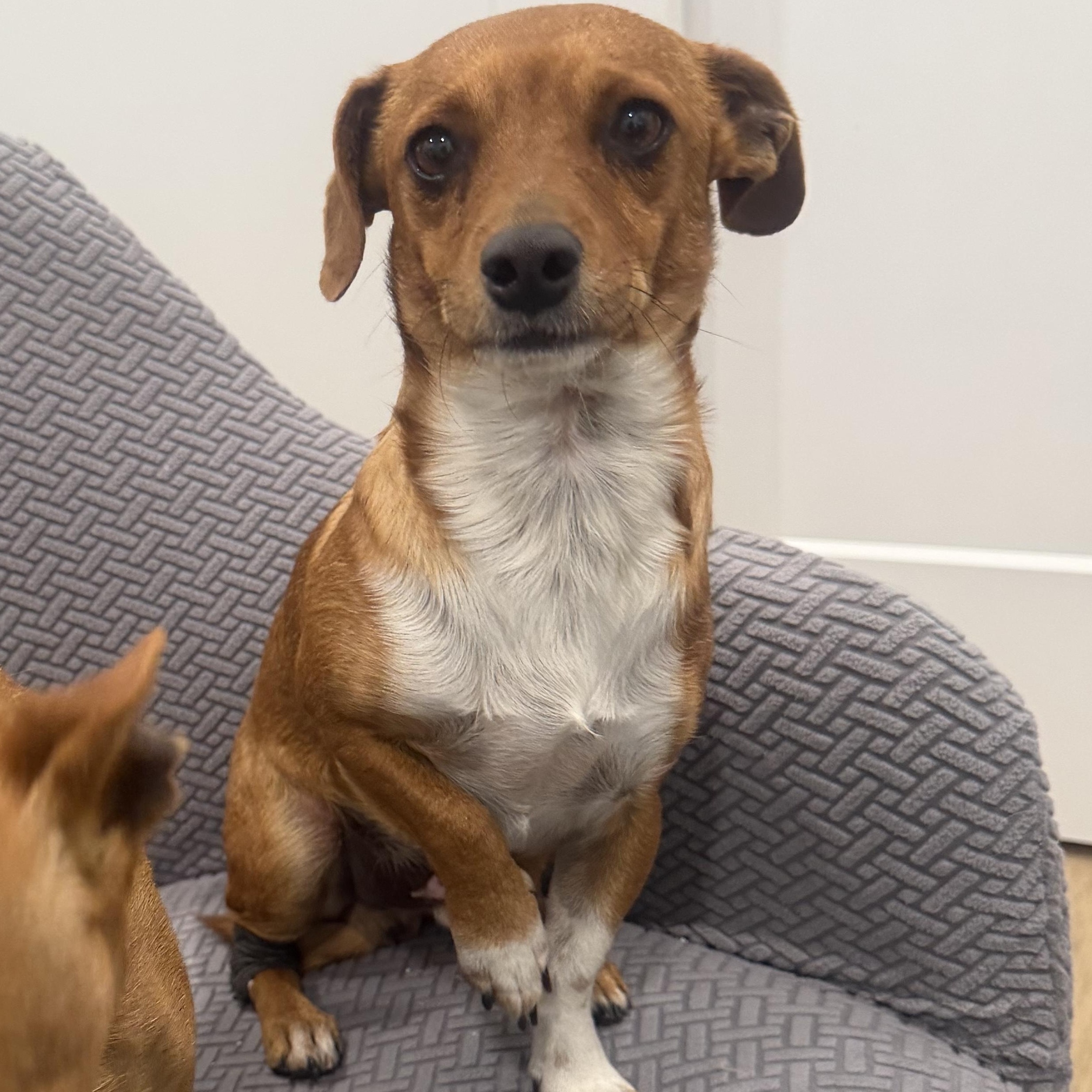 Mr. Bubbly Draco, a Adoptable mixed breed in Vancouver, BC image 5/6