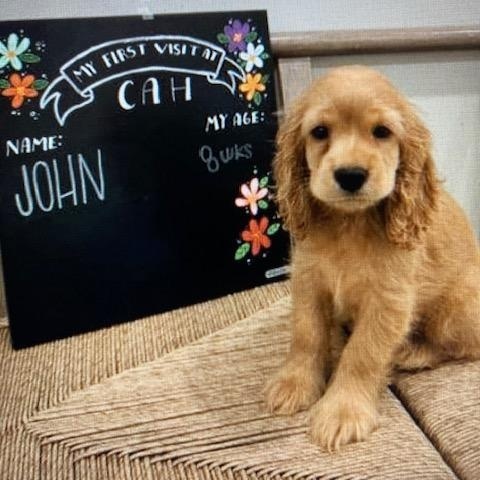 Enlarge John, Jon -Adopted, a Adopted Cocker Spaniel in Kannapolis, NC image 4/5