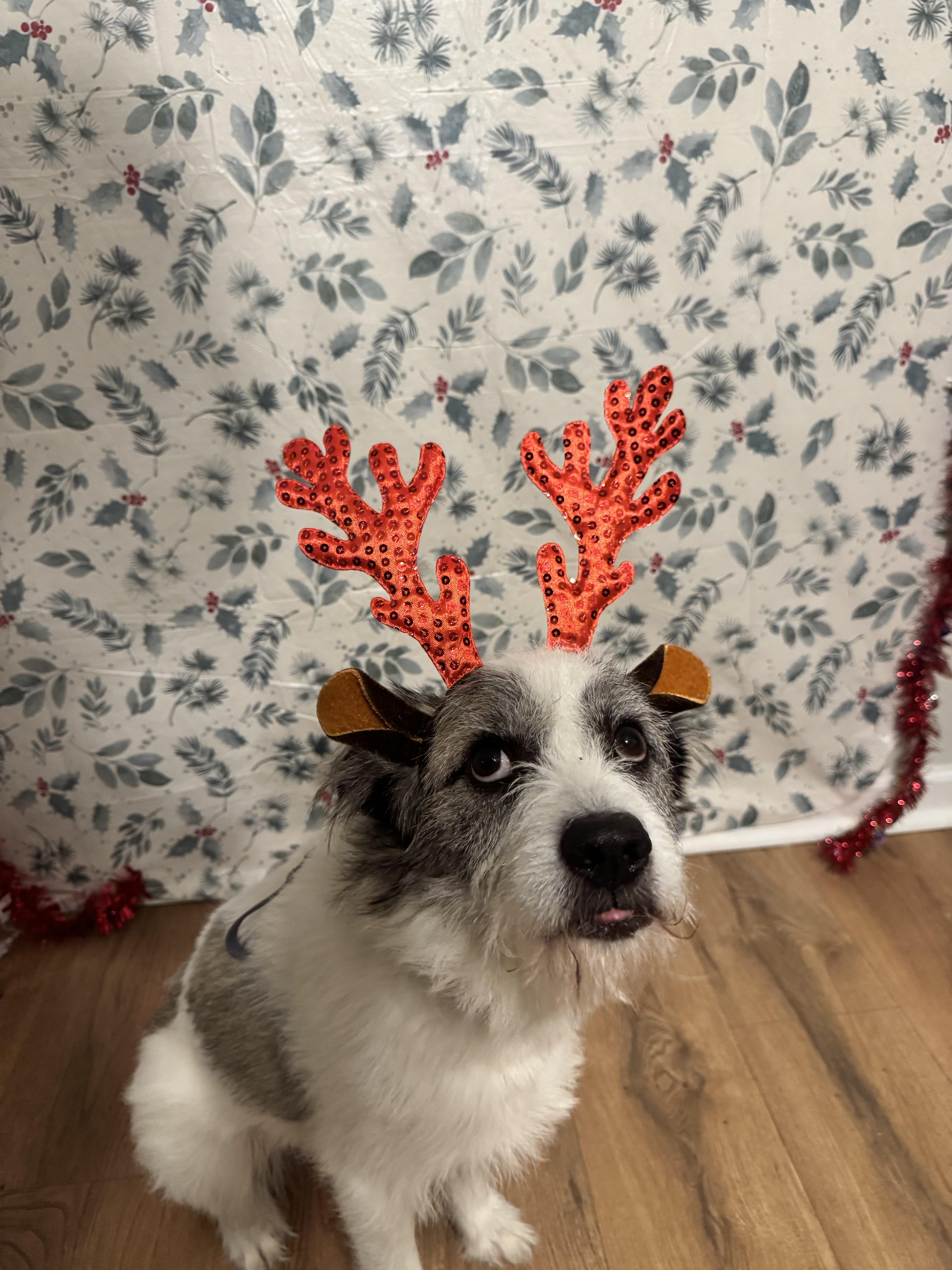 Enlarge Pascal, a ADOPTABLE mixed breed in Indianapolis, IN image 3/3