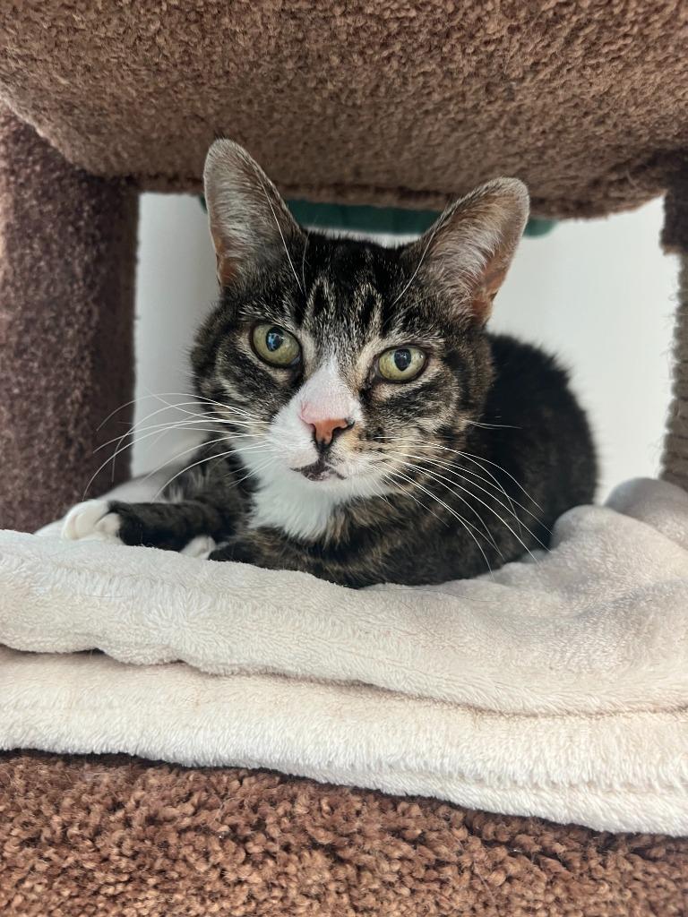 Enlarge Boots, a Adoptable mixed breed in Brookings, OR image 1/2