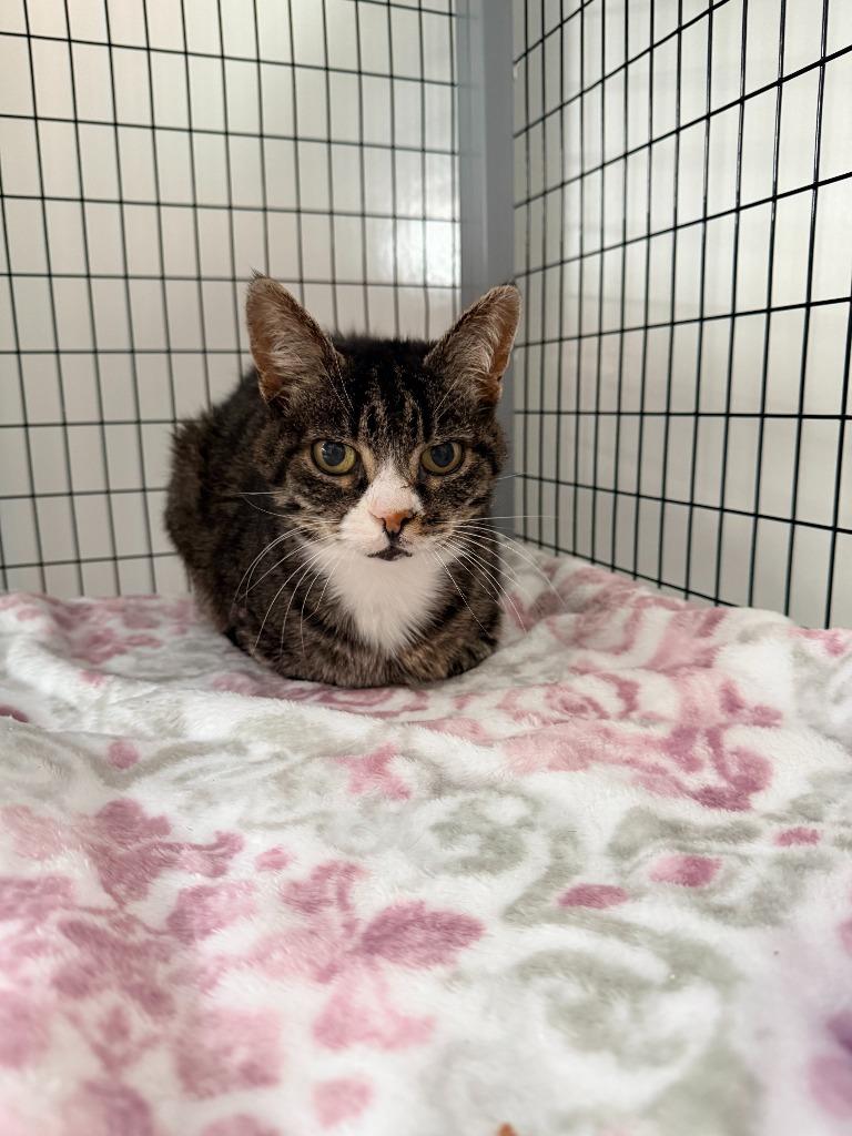 Boots, Adoptable, Senior Female Domestic Short Hair.