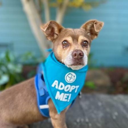 Moose — thumbnail 3