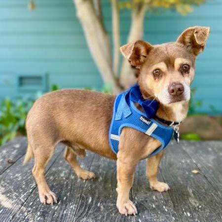 Moose — thumbnail 4