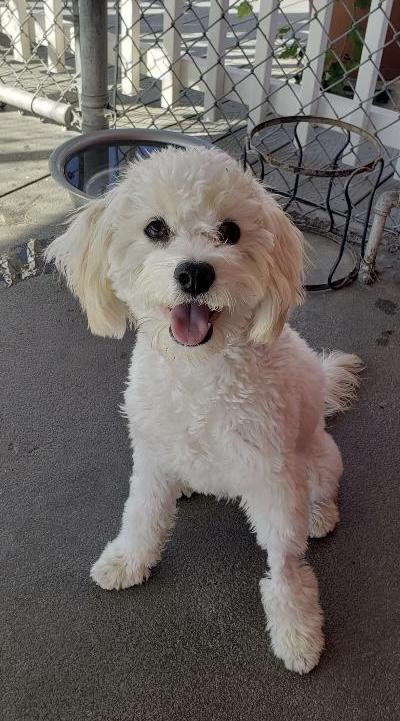 Enlarge Beau, a ADOPTABLE mixed breed in Gardena, CA image 2/4