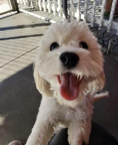 Enlarge Beau, a ADOPTABLE mixed breed in Gardena, CA image 4/4