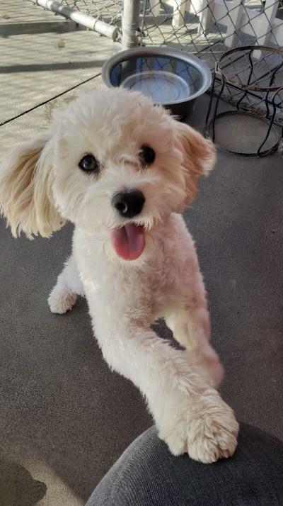 Enlarge Beau, a ADOPTABLE mixed breed in Gardena, CA image 1/4