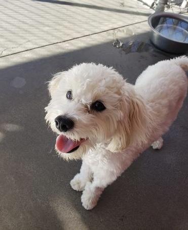 Enlarge Beau, a ADOPTABLE mixed breed in Gardena, CA image 3/4