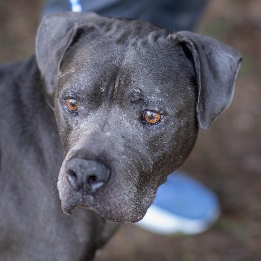 WALTER-31047, Adoptable, Senior Male Pit Bull Terrier.
