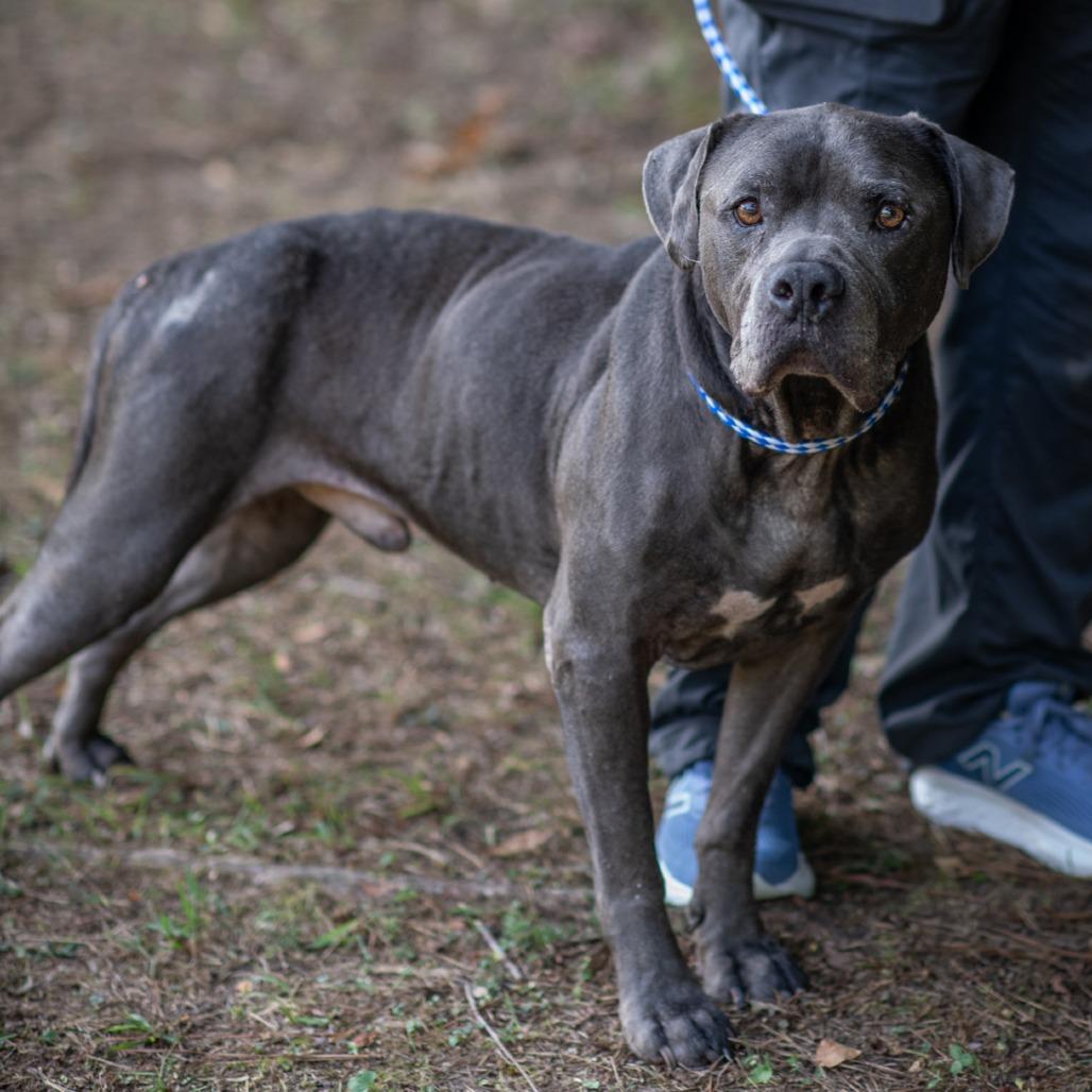 Enlarge WALTER-31047, a Adoptable Pit Bull Terrier in Bartlett, TN image 2/2