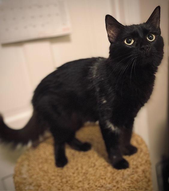 Enlarge Heather, a Adoptable Domestic Long Hair in Duxbury, MA image 1/3