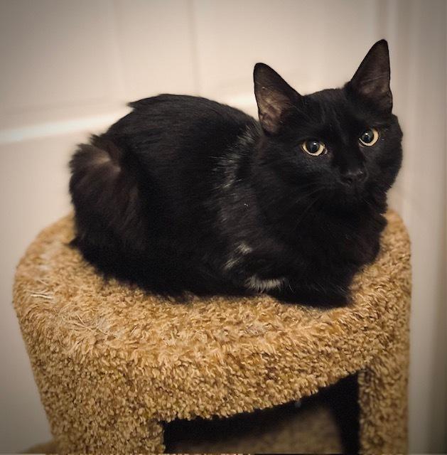 Enlarge Heather, a Adoptable Domestic Long Hair in Duxbury, MA image 2/3