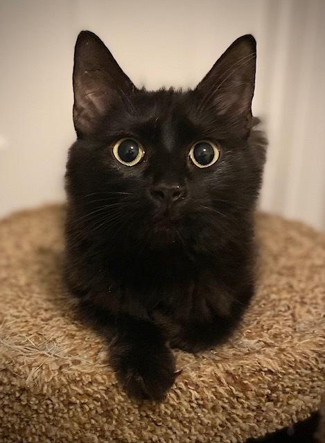 Enlarge Heather, a Adoptable Domestic Long Hair in Duxbury, MA image 3/3