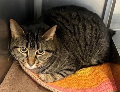 Enlarge Jack, a Adoptable mixed breed in Baraboo, WI image 1/1