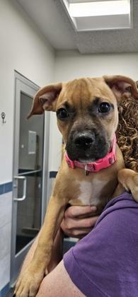 Snickers (pink collar), Adoptable, Young Female American Staffordshire Terrier & Pit Bull Terrier.
