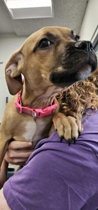 Enlarge Snickers (pink collar), a Adoptable mixed breed in Scotia, NY image 2/2