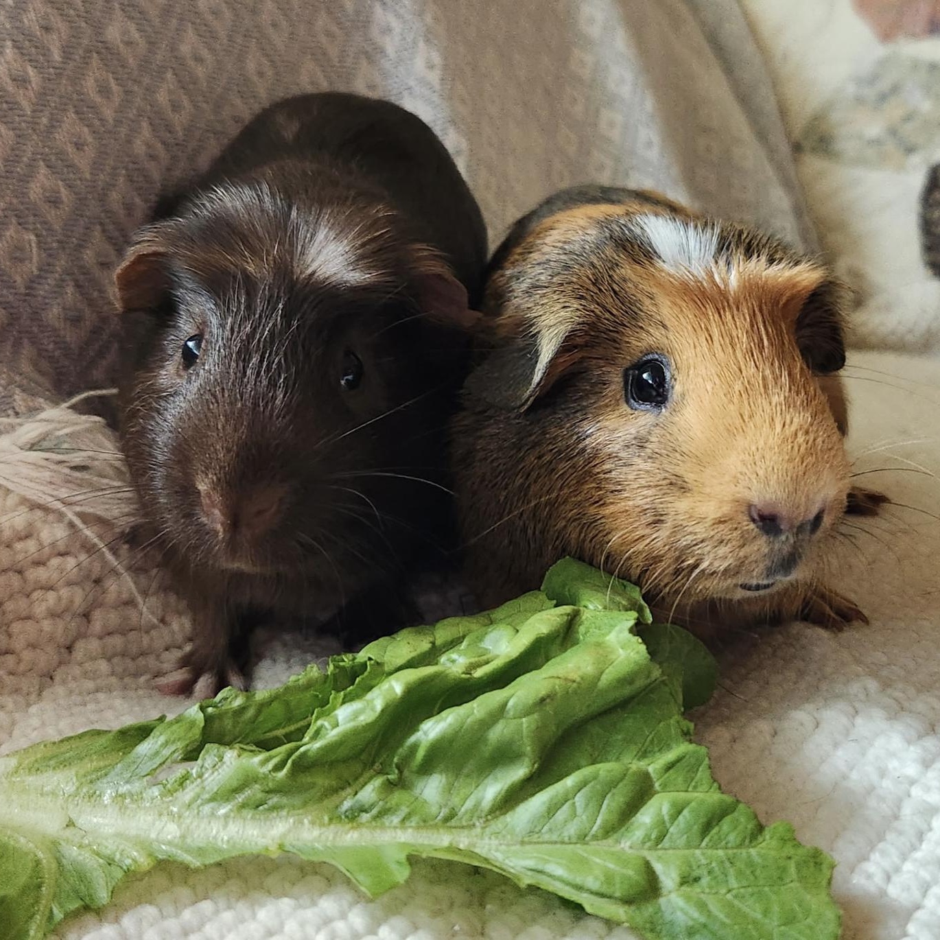 Flick & Shred, a ADOPTABLE Guinea Pig in Minneapolis, MN image 5/5