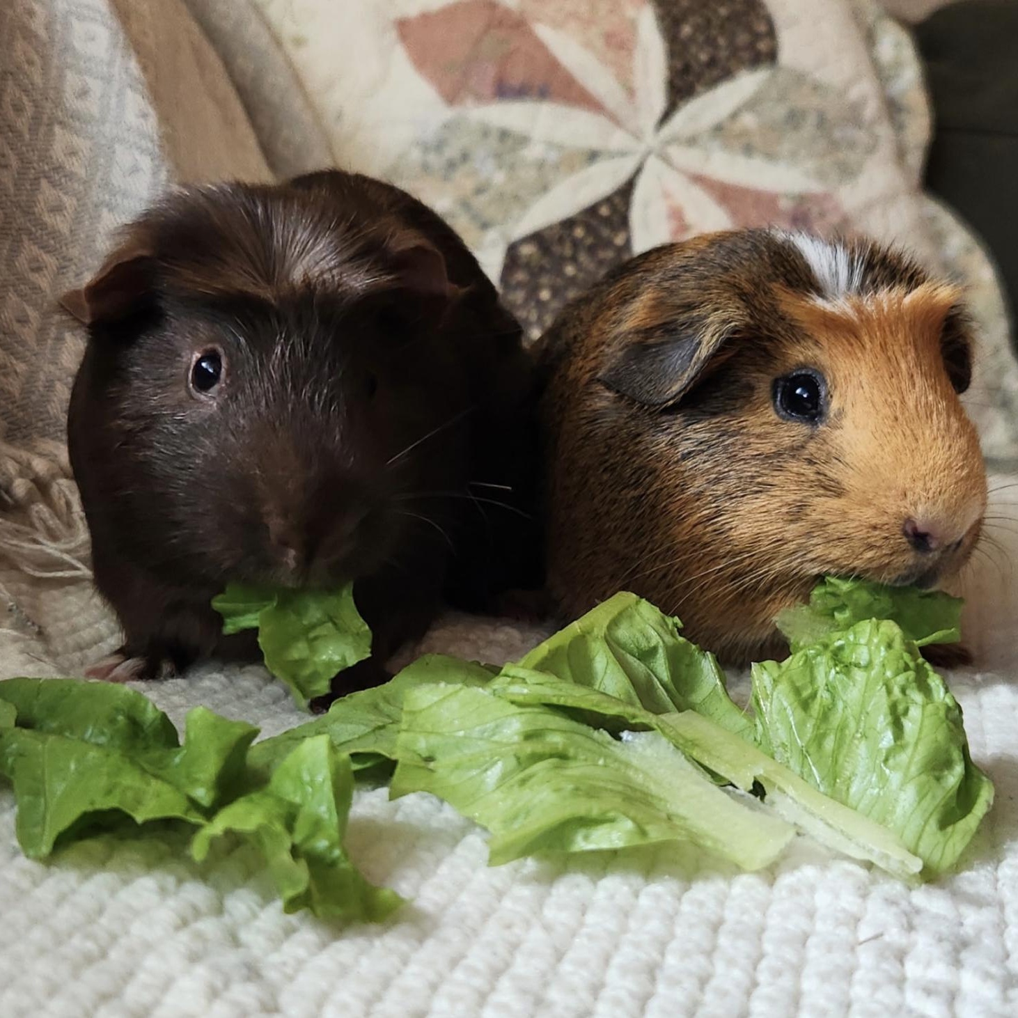 Flick & Shred, ADOPTABLE, Young Male Guinea Pig.