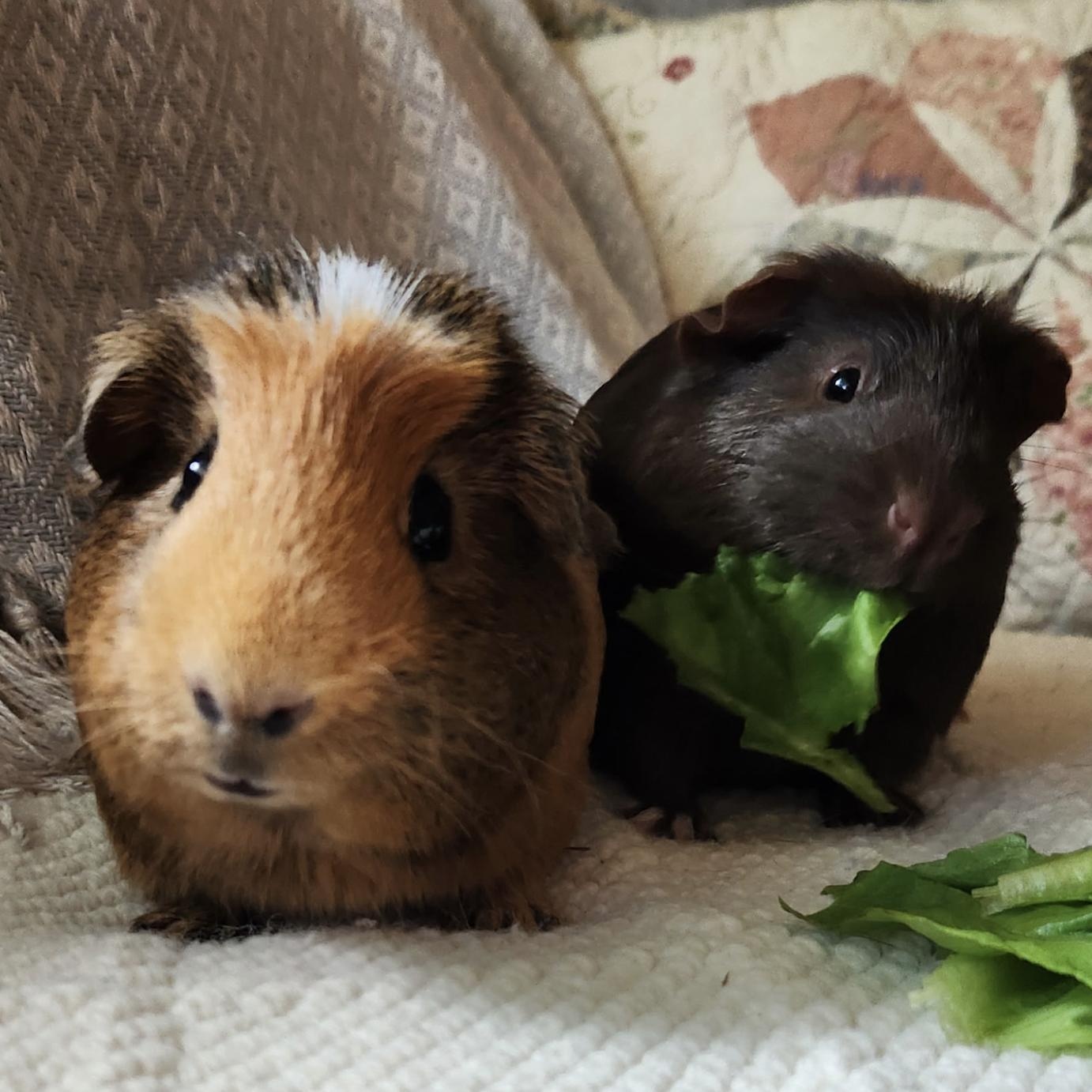 Flick & Shred, a ADOPTABLE Guinea Pig in Minneapolis, MN image 3/5