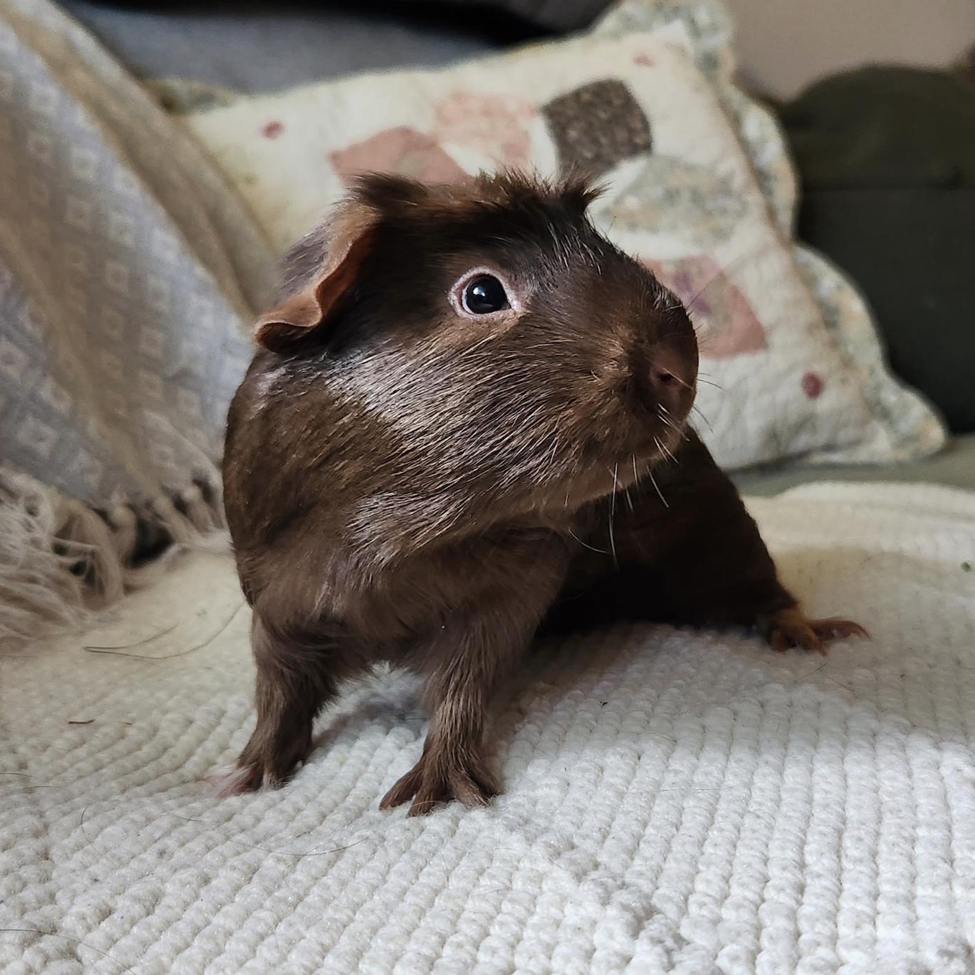 Flick & Shred, a ADOPTABLE Guinea Pig in Minneapolis, MN image 2/5