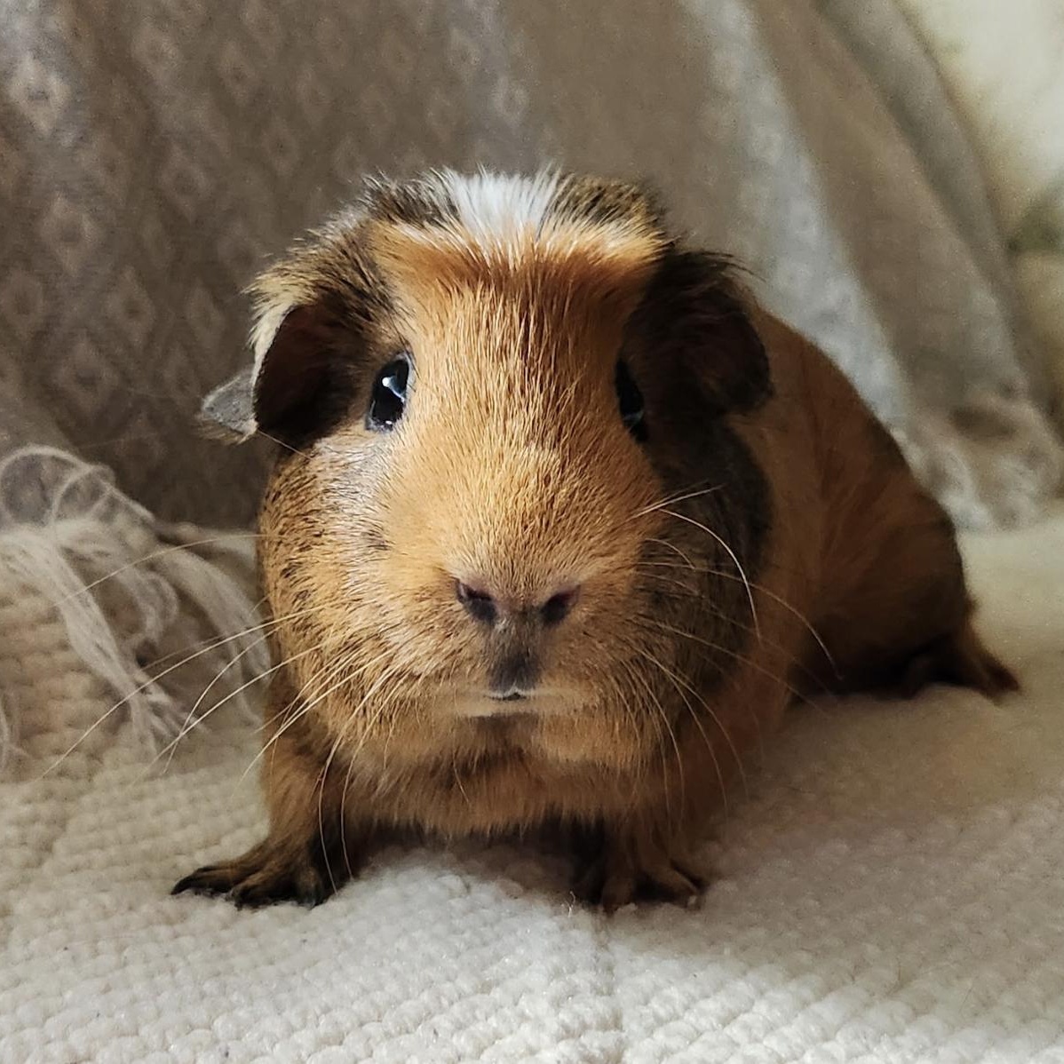 Flick & Shred, a ADOPTABLE Guinea Pig in Minneapolis, MN image 4/5