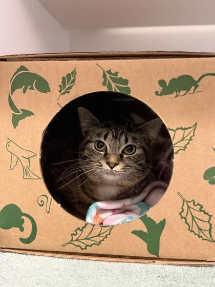 Melinda Warner, Adoptable, Young Female Domestic Short Hair.