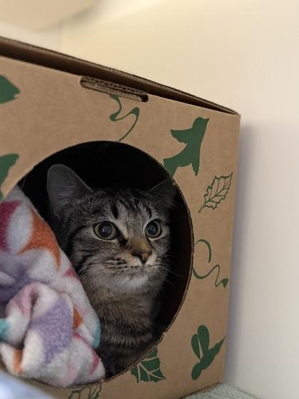 Melinda Warner, a Adoptable mixed breed in Harbor Springs, MI image 2/3