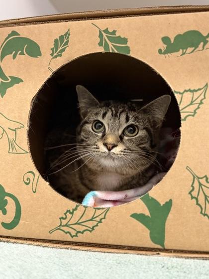 Melinda Warner, a Adoptable mixed breed in Harbor Springs, MI image 3/3
