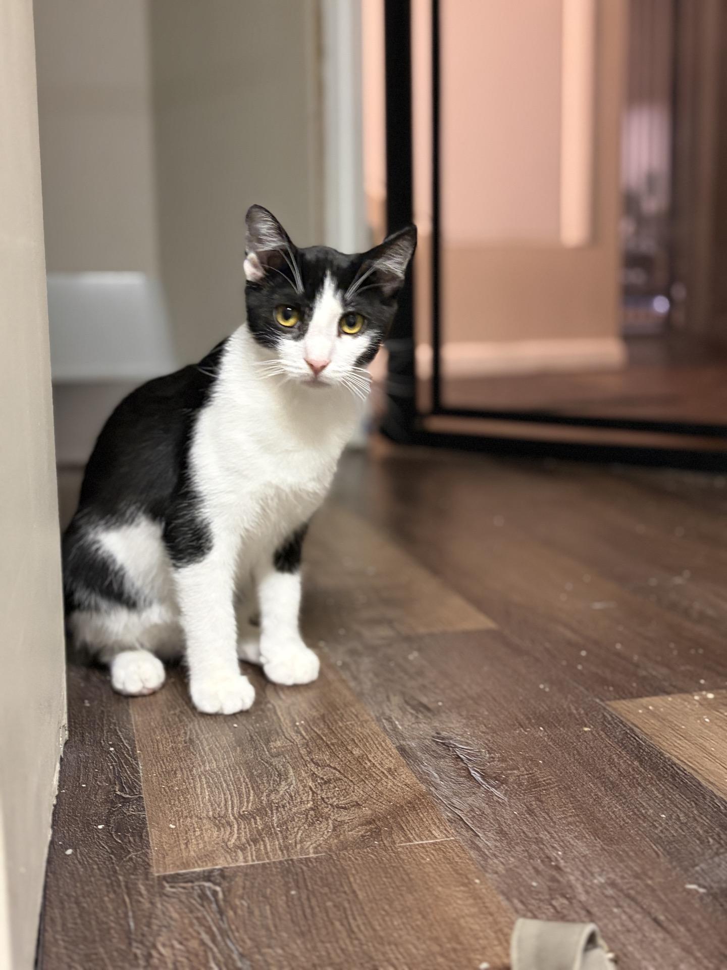 Enlarge Chaplin, a ADOPTABLE Domestic Short Hair in Greensburg, PA image 2/3