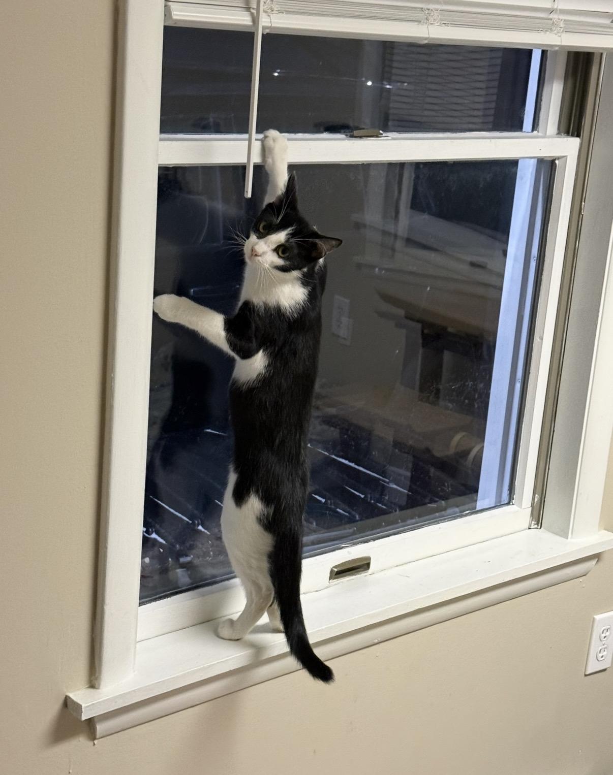 Enlarge Chaplin, a ADOPTABLE Domestic Short Hair in Greensburg, PA image 3/3